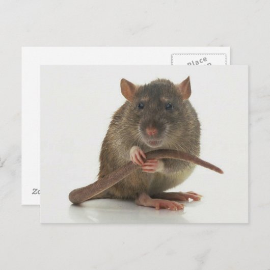 Rats! Postkarte (Vorne/Hinten)