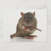 Rats! Postkarte (Vorderseite)