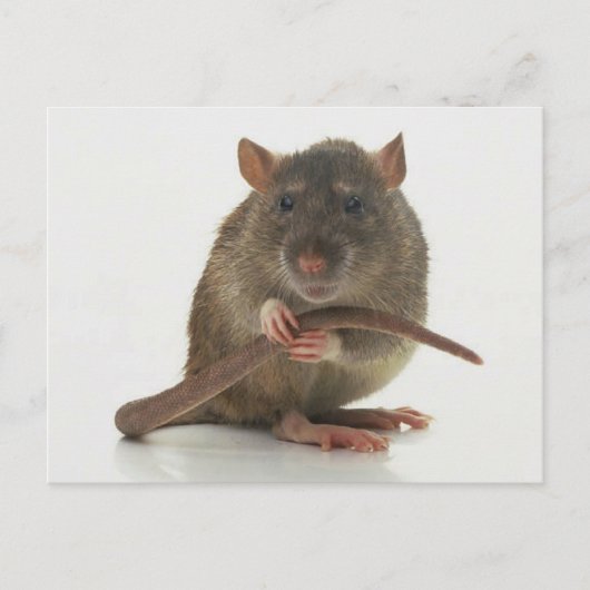 Rats! Postkarte (Vorderseite)