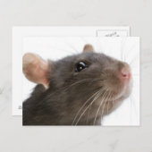 Rats! Postkarte (Vorne/Hinten)
