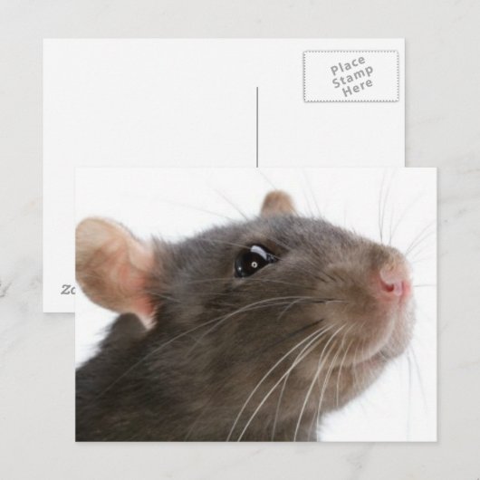 Rats! Postkarte (Vorne/Hinten)