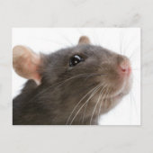 Rats! Postkarte (Vorderseite)