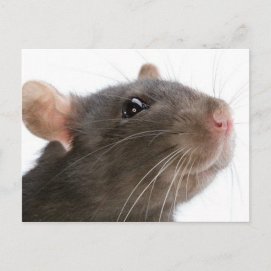 Rats! Postkarte (Vorderseite)