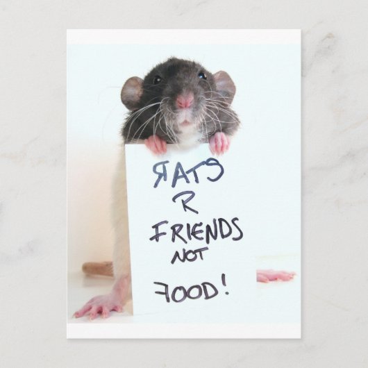 Rats R Friends Not Food 2 Postkarte (Vorderseite)