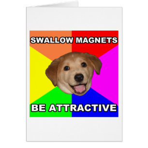 Ratschläge für Hunde Schluckmagnete