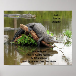 Ratschläge von einem Alligator-Poster Poster