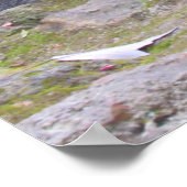 Ratschläge von einem Raccoon-Poster Poster (Ecke)