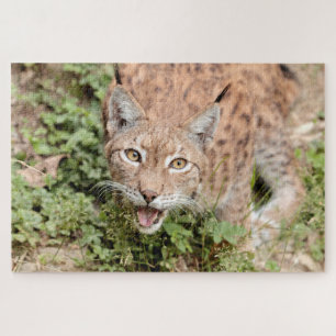 Rätsel Foto lynx , Tiere. Puzzle