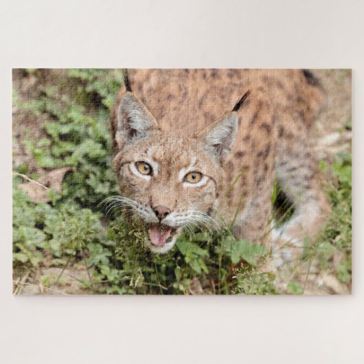 Rätsel Foto lynx , Tiere. Puzzle (Horizontal)