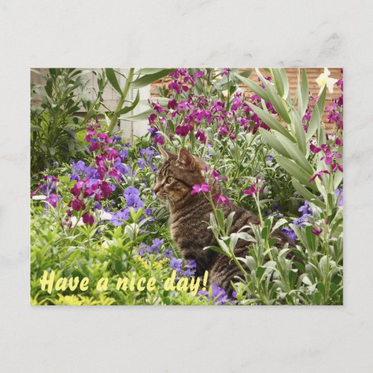 Rätsel Katze! Postkarte (Vorderseite)