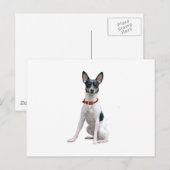 Ratt Terrier (A) Postkarte (Vorne/Hinten)
