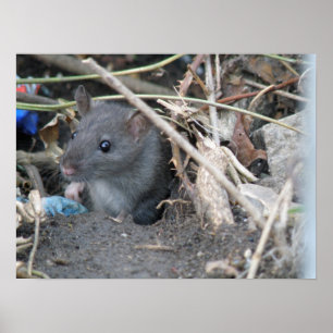 Ratte in einem Loch Print Poster