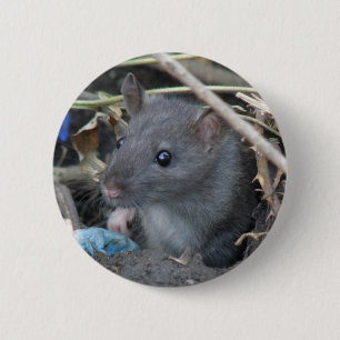 Ratte in einem Lochknopf Button