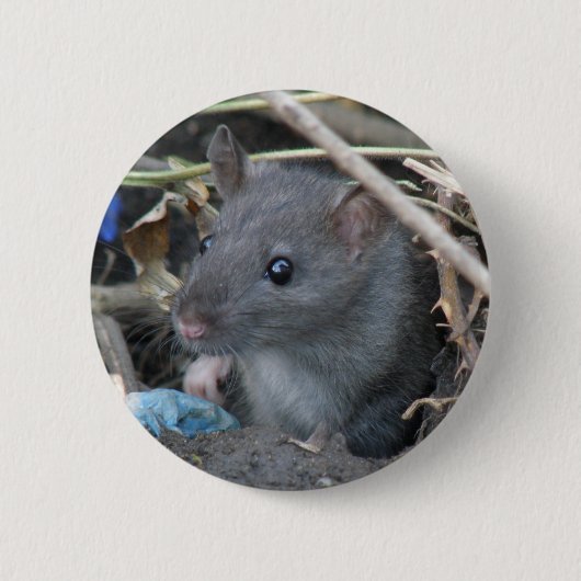 Ratte in einem Lochknopf Button (Vorderseite)