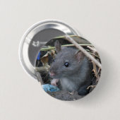 Ratte in einem Lochknopf Button (Vorne & Hinten)