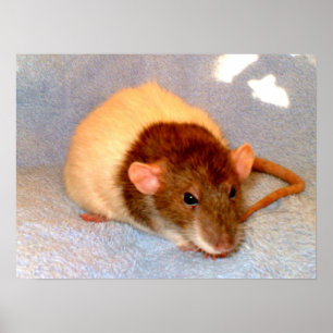 Ratte Nickerchen Print Poster