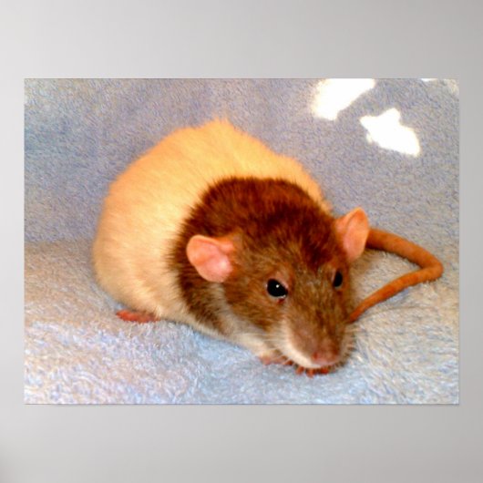 Ratte Nickerchen Print Poster (Vorne)
