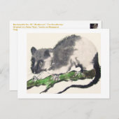 Ratte Nr. 09 * Rat * Ratten-Postkarten * Rat-Postc Postkarte (Vorne/Hinten)