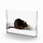 Ratte pbcna fotoblock (Rechts)