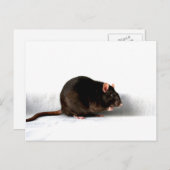 Ratte pccna postkarte (Vorne/Hinten)