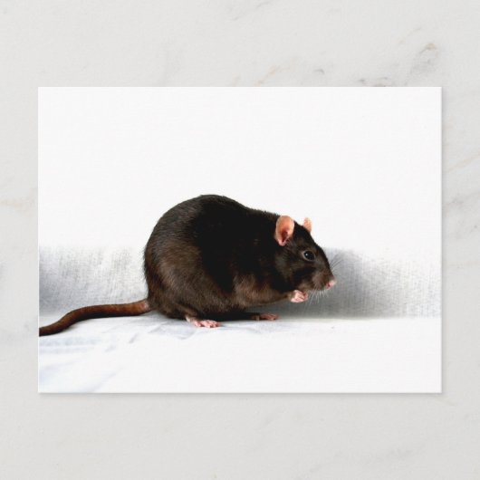 Ratte pccna postkarte (Vorderseite)