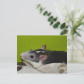 Ratte Postkarte (Stehend Vorderseite)