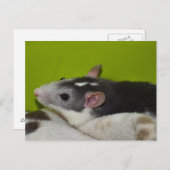 Ratte Postkarte (Vorne/Hinten)
