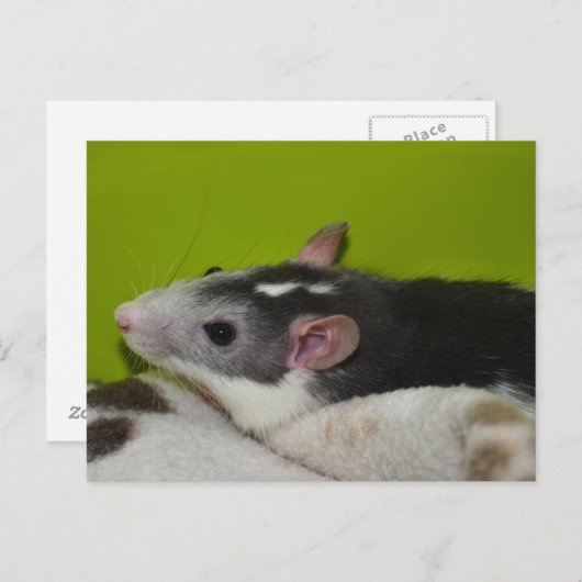 Ratte Postkarte (Vorne/Hinten)