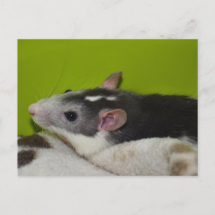 Ratte Postkarte