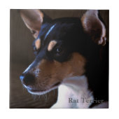 Ratte Terrier Fliese (Vorderseite)
