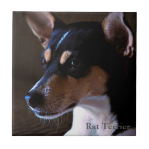 Ratte Terrier Fliese