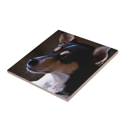 Ratte Terrier Fliese (Seite)