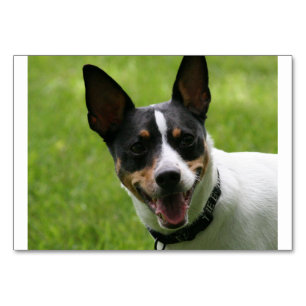 Ratte Terrier.png Tischnummer