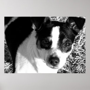 Ratte Terrier Poster