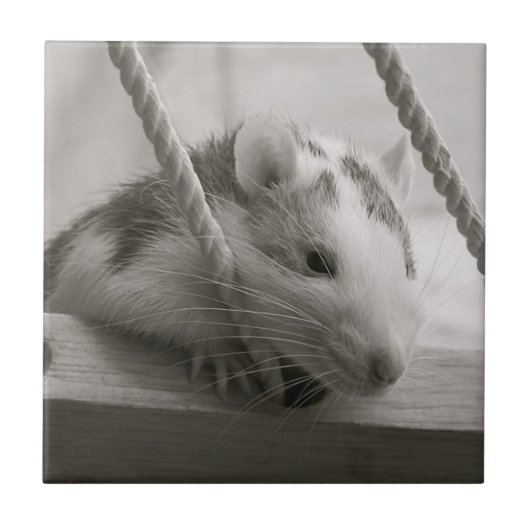 Ratten-Fliese Fliese (Vorderseite)
