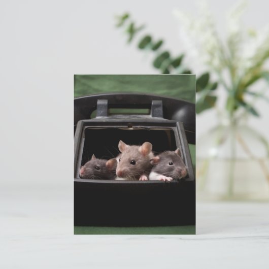 Ratten gestochen postkarte (Stehend Vorderseite)