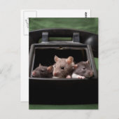Ratten gestochen postkarte (Vorne/Hinten)