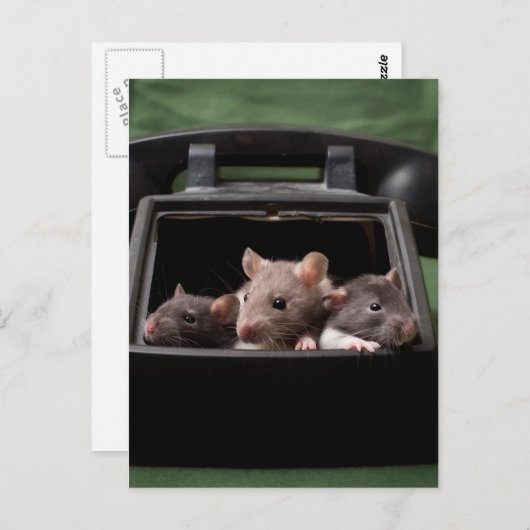 Ratten gestochen postkarte (Vorne/Hinten)