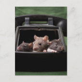 Ratten gestochen postkarte (Vorderseite)
