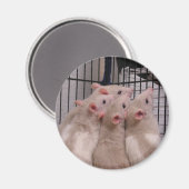 Ratten Magnet (Vorderseite/Rückseite)