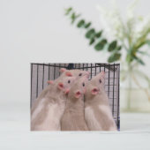 Ratten Postkarte (Stehend Vorderseite)
