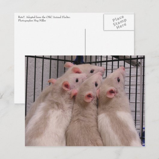Ratten Postkarte (Vorne/Hinten)