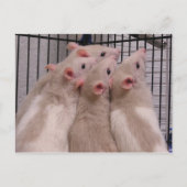 Ratten Postkarte (Vorderseite)
