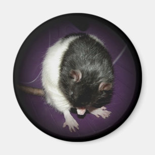 Ratten-Süssemagnet Magnet