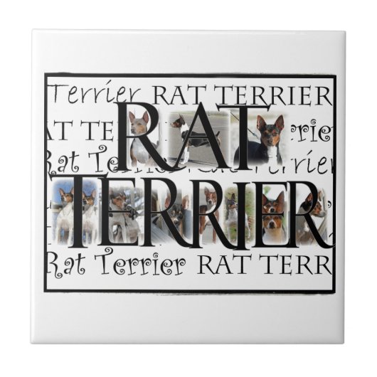 Ratten-Terrier-Collage Fliese (Vorderseite)