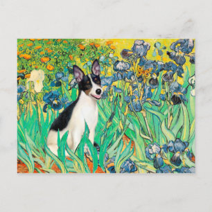 Ratten Terrier - Irises Postkarte