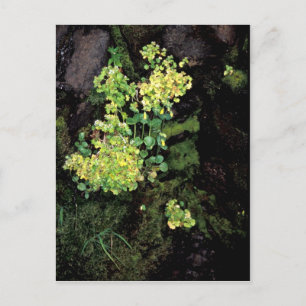 Ratteninseln, Wildblumen, Affen, Blume, Steinbrech Postkarte