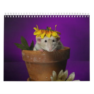 Rattenkalender 2011 kalender