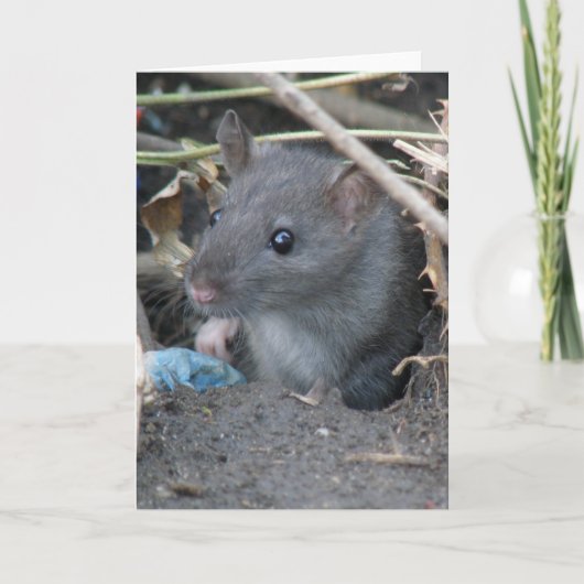 Rattenkarte Karte (Vorderseite)