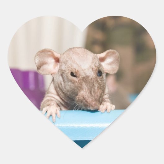 Rattenkleber Herz-Aufkleber (Vorderseite)